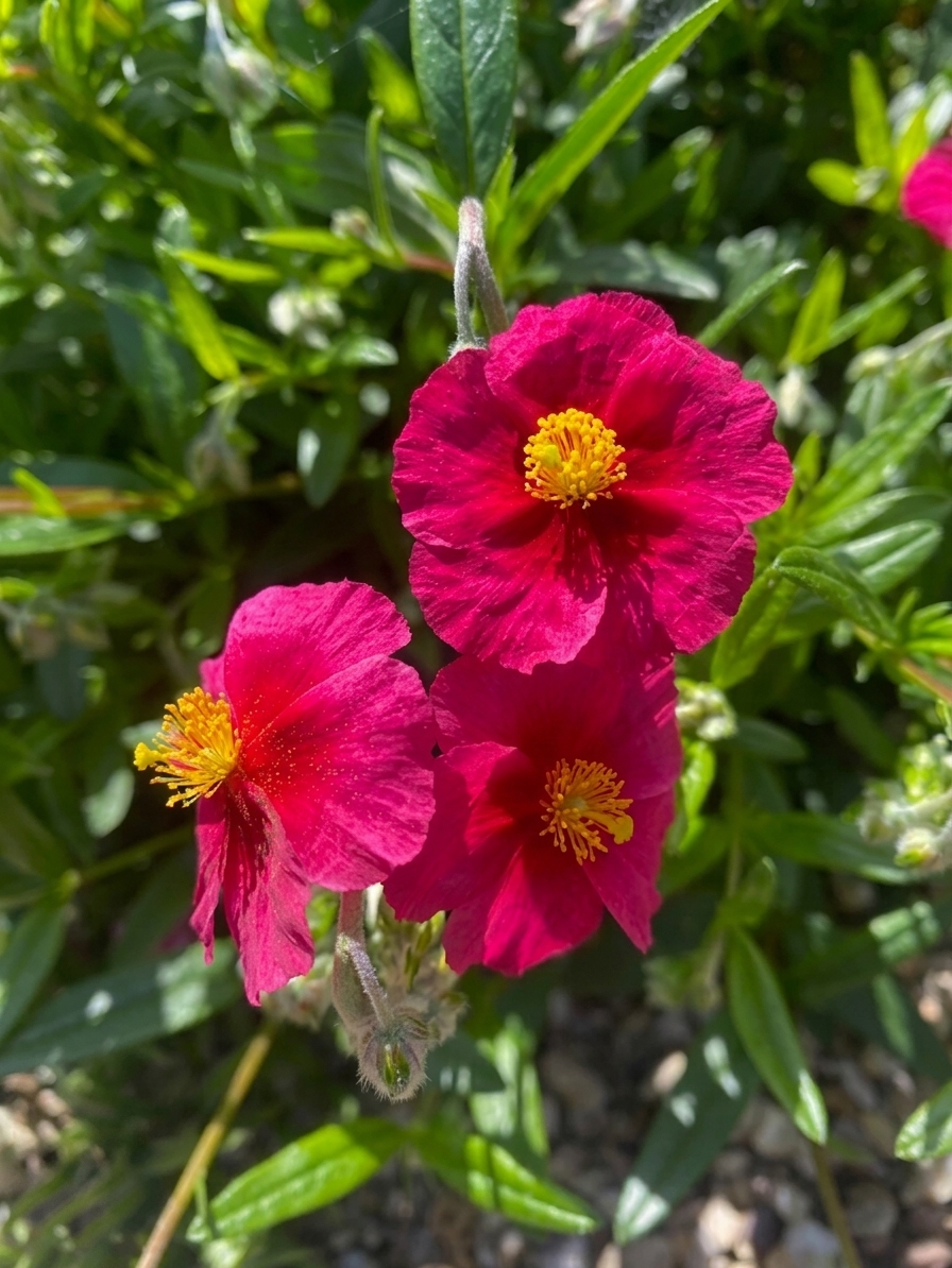 Helianthemum 'Diana' 
